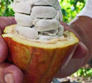 Samen der Kakaobohne