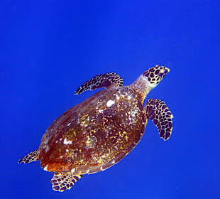 Schildkröte