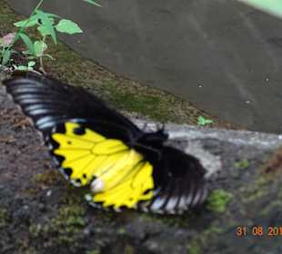 Taman Kupu Kupu - Schmetterlingspark