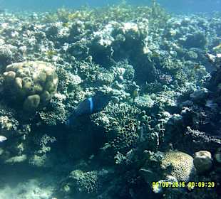 Hauseigenes Riff und ich bin leihe mit einer 0815