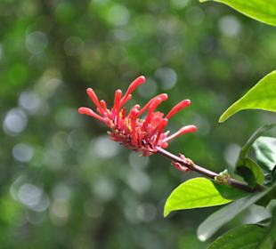 Jardín de Aclimatación de La Orotava