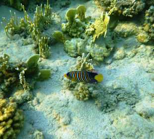 Pfauenkaiserfisch am Hausriff