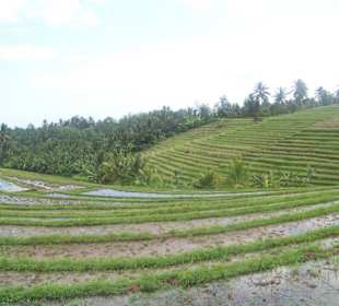 Reisfelder