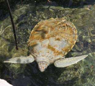 Natur- und Erlebnispark Xcaret