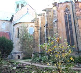 Der Rosenstock an der Apsis des Domes