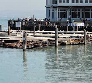 Seelöwen am Pier 39