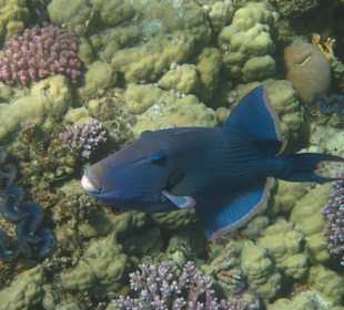 Blauer Drückerfisch