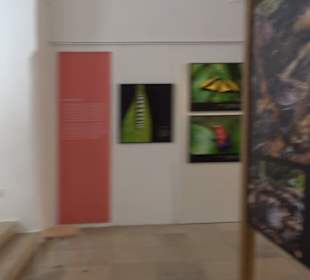 Museum für Ur- und Frühgeschichte