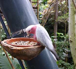 Loro- Parque/ Katandra Treetops