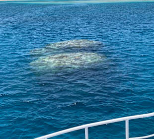 Reef