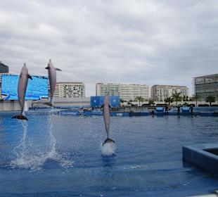 Aquarium / Oceanongrafic