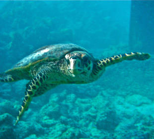 Snorkelling