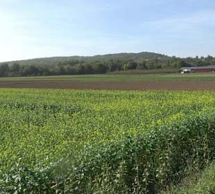 Wanderung zur Burgruine Liebenau