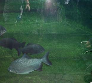 Aquarium