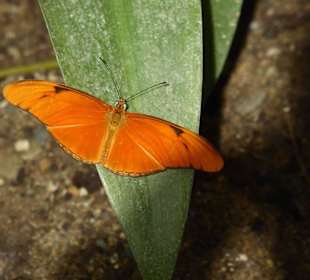 Schmetterlingspark von Benalmádena Mariposario 