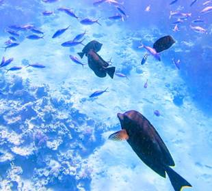 Schnorcheln Marsa Alam