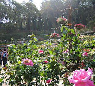 Gartenanlage