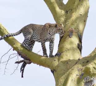 Leopard Serengeti