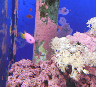 Aquarium Cala Gonone