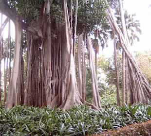 Jardin Botanico in Puerto de la Cruz