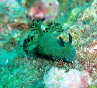 Nacktschnecke - House Reef