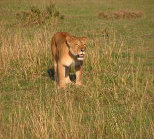 Löwin in der Masai Mara