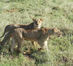 Tolles Erlebnis freilebende Löwen