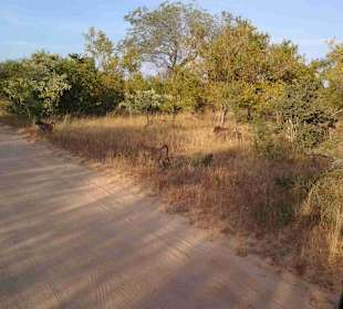 Krüger Nationalpark