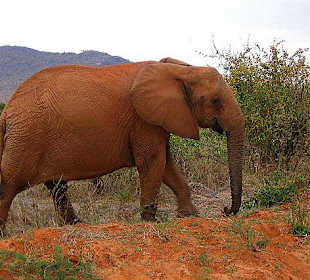 Elefant