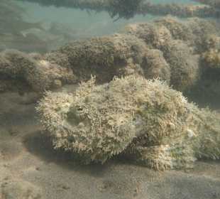 Steinfisch an der 1. Boje