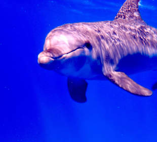 Delfin