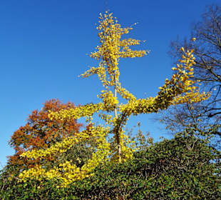 Impressionen aus dem Bürgerpark Bremerhaven
