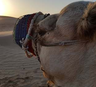 Sonnenaufgang Wüste Abu Dhabi