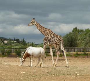 Gazelle & Giraffe