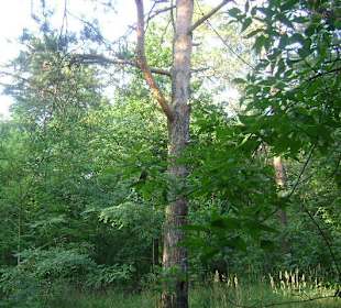 Zakład dla Nerwowo i Psychicznie Chorych Żydów Zofiówka