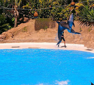 Loro - Park Delfin - Show