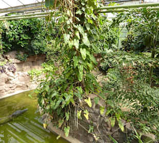 Sunda Gavial Terrarium