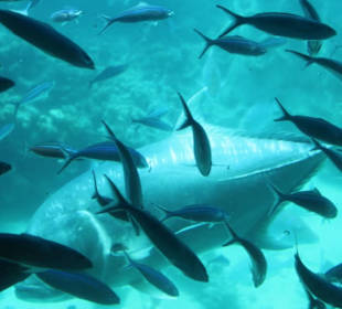 Und ein Riese dazwischen