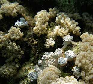 Three Corners Fayrouz Plaza Beach Resort