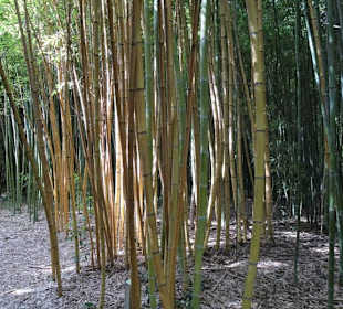 Im Bambushain des Jardin des Plantes