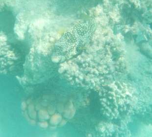 Schnorcheln Hurghada