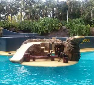 Pokaz lwów morskich