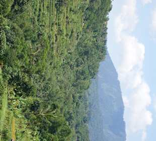 Reisterrassen auf Bali