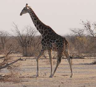 Etosha