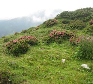 Salzburger Almenweg