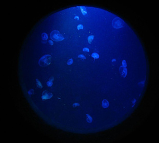 Quallenbecken