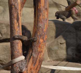 Zoo