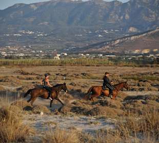Arab mixes for smaller pro riders