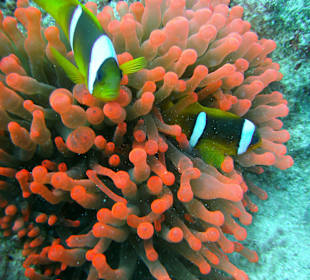 Hausriff - einfach nur traumhaft schön