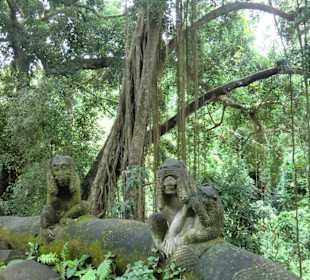 Monkey Forest